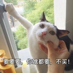 以九视频直播全集以九资料大全yy官方