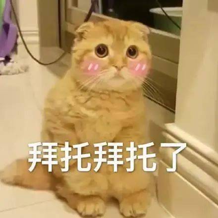 如此可怕的猫咪游戏,你确定还要做吗