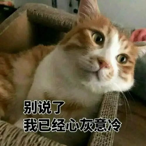 甜甜私房猫表情包png害怕
