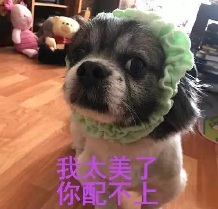 小趴菜认证表情包累成狗