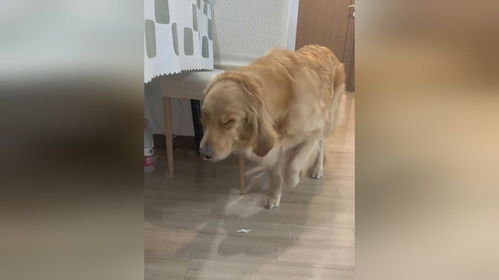 金毛狗狗祟祟地走来,养狗的都懂这种表情的含金量