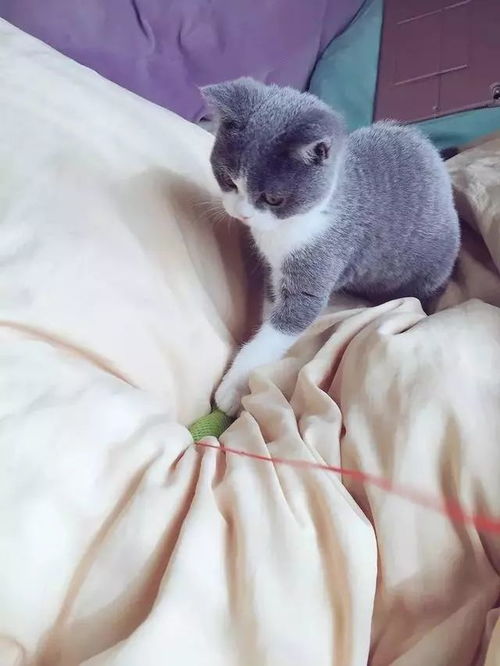 日本小哥养了一小只仙女模样的猫,辣么可爱必定是个男孩纸