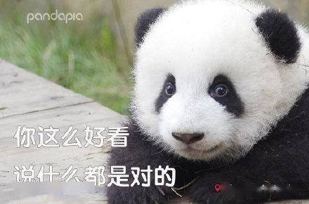 滚滚表情包第四弹表情包届王者,非我莫属