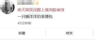 胖柴犬微笑闭眼上演用脸接球,网友一只懒洋洋的表情包