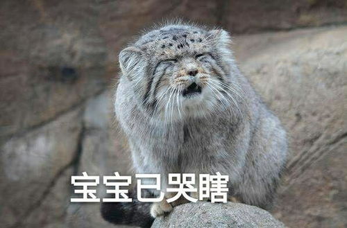 请问猫知道自己这么可爱吗