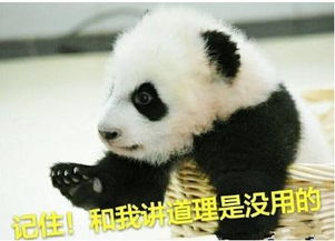 没有几张滚滚表情包,你好意思说想去偷只猫来养它一辈子
