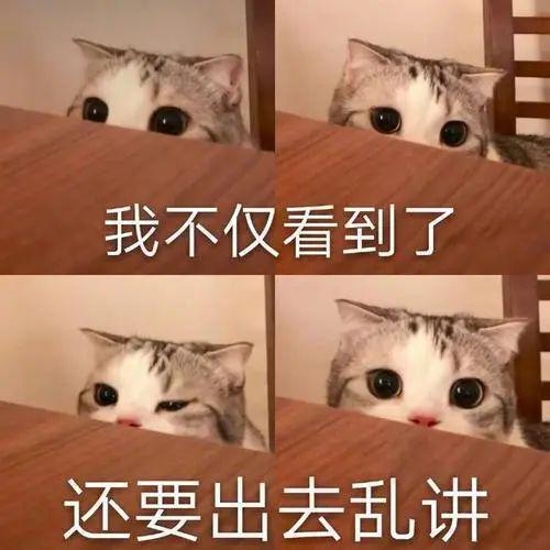 女生养了4个多月的猫发现是公猫,崩溃大哭还我闺女