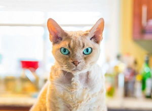 喵咪不面瘫猫奴抓拍表情集