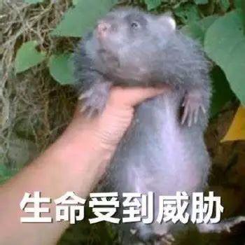 感恩表情包100张竹鼠