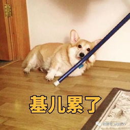 基基复唧唧,柯基战斗机,大屁股柯基表情包来袭