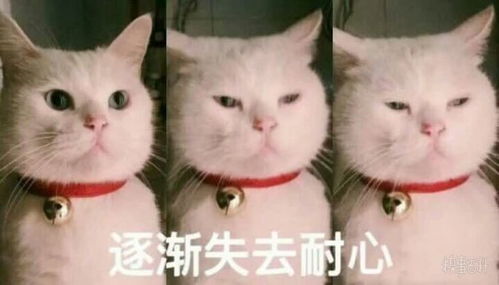 幽默搞笑段子集注重形象后,你总结出了哪些经验哈哈哈哈哈