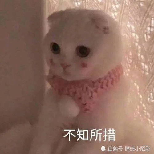 猫咪表情包难道我不是你最爱的小猫咪嘛