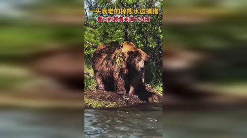 一头衰老的棕熊水边捕猎,它的表情满是沮丧