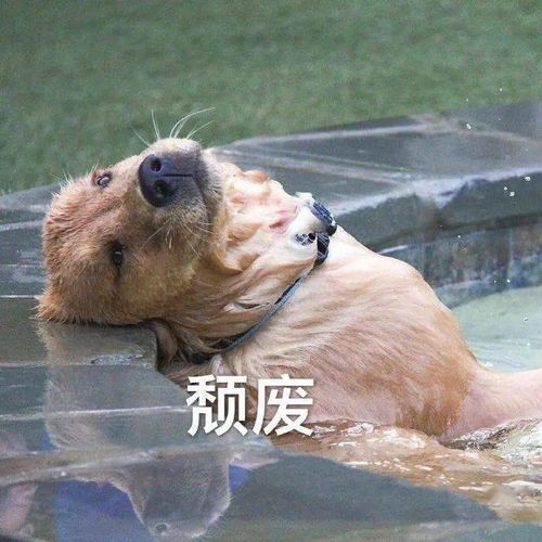 本宫乏了