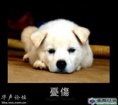小趴菜认证表情包狗狗