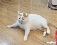 猫叫表情包诱拐