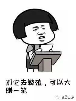 如何一句话激怒铲屎官