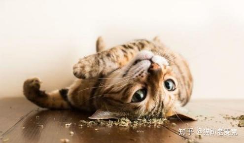 猫界大麻让猫咪感到快感的猫薄荷
