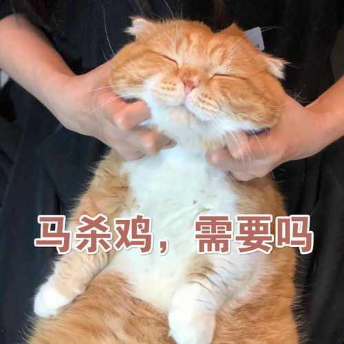 猫咪表情包小丑竟是我自己