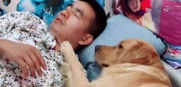 主人想教训一下金毛,便说要吃狗肉,结果反被金毛给教训了