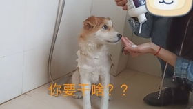 狗子跳到床上耍赖不走,有和我双打的吗
