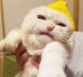 主人给猫咪戴上老虎头帽子后,猫咪瞬间老虎附身