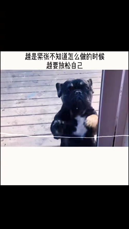 狗子看我跳的好不,给我开门吧
