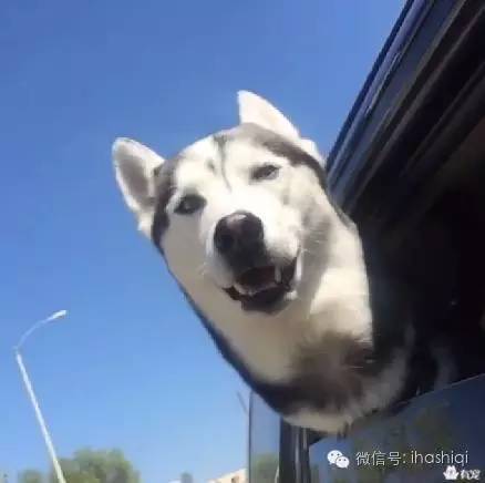 加州第一网红哈士奇狗狗界的颜王,任何表情都帅炸了