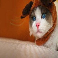猫咪么么哒表情包微信头像图片大全