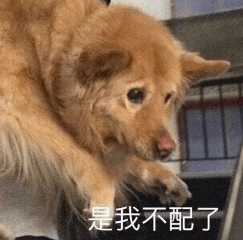他不配的表情包表情包