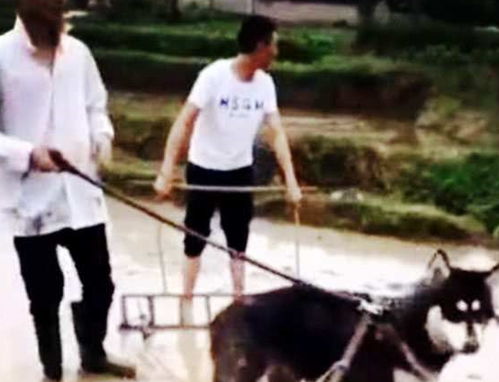 为让二哈体验乡村生活,主人竟给二哈找了份工作,二哈的表情亮了