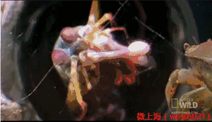 踢飞表情包皮皮虾