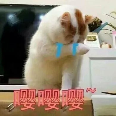 喵喵表情包