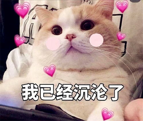 最近流行猫咪表情包,小仙女快用起来,脱单是分分钟的事