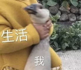 林峰结婚了,娶了馨月bb