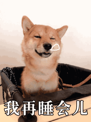 柴犬表情包gif卡通