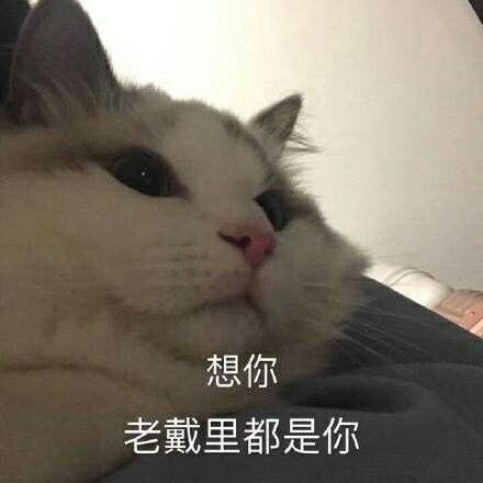 你手机里最搞笑的表情包是哪个