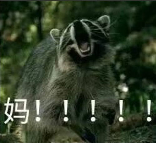 动物表情包可爱头像