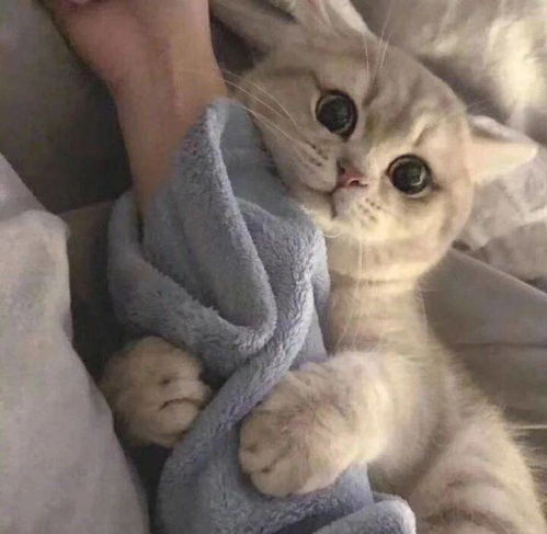 有什么可爱猫猫的表情包分享