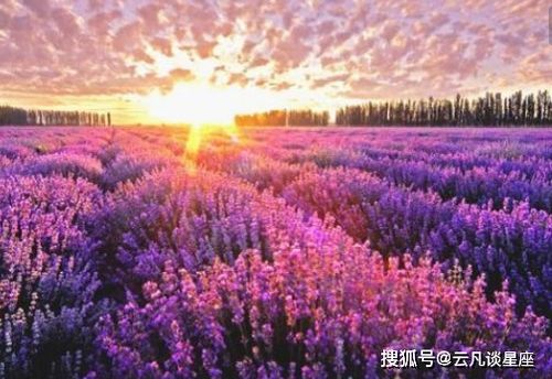 卷心菜表情包薰衣草庄园