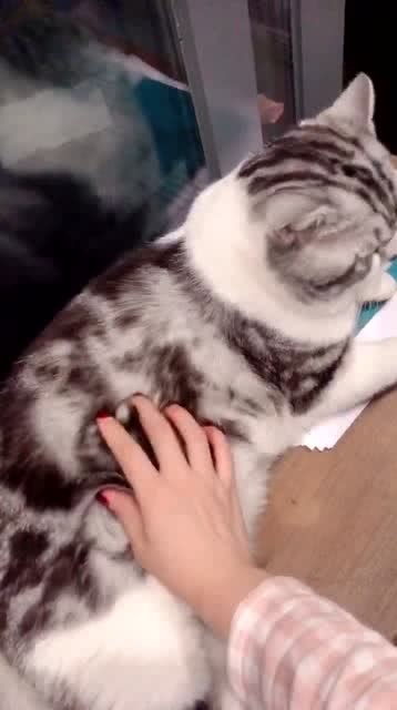 这猫咪看我的表情似乎有点不服啊