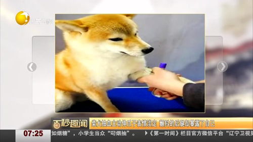 柴犬抽血主动伸爪子表情淡定颤抖的后腿却暴露了自己