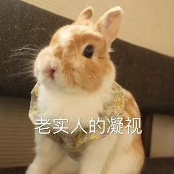 沙雕小动物表情包越可爱,越萌,越骚