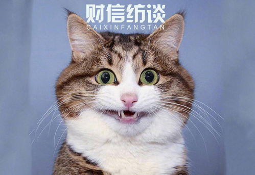 济源交投2022债权融资计划