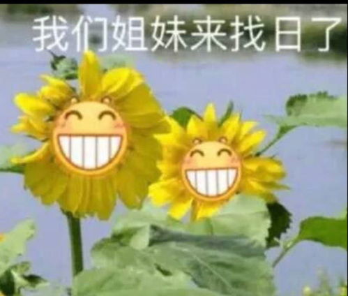 战斗力爆表表情包上一个这么让我生气的人坟头草已经可以放牛了