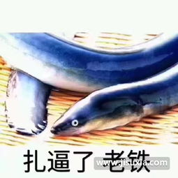 扎逼了老铁什么梗扎逼了老铁出处扎逼了老铁表情包超清无水印