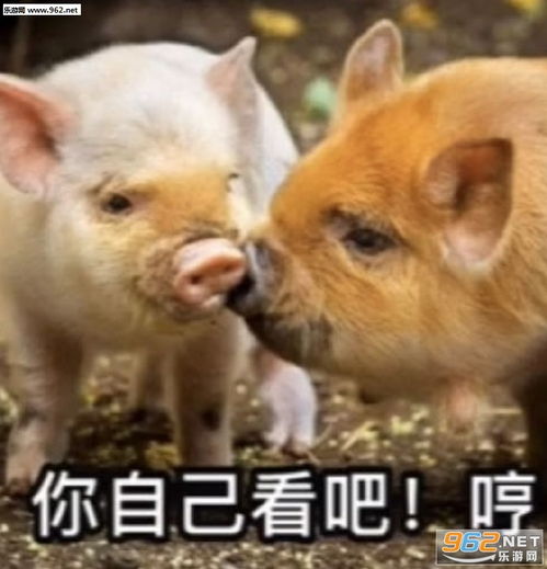 我要很认真的跟你说件事刚刚有个女生加我表情包我要很认真的跟你说件事表情包下载乐游网游戏下载
