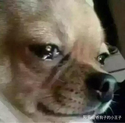 2021狗狗零食推荐狗零食推荐狗罐头推荐狗狗零食推荐内含狗罐头测评