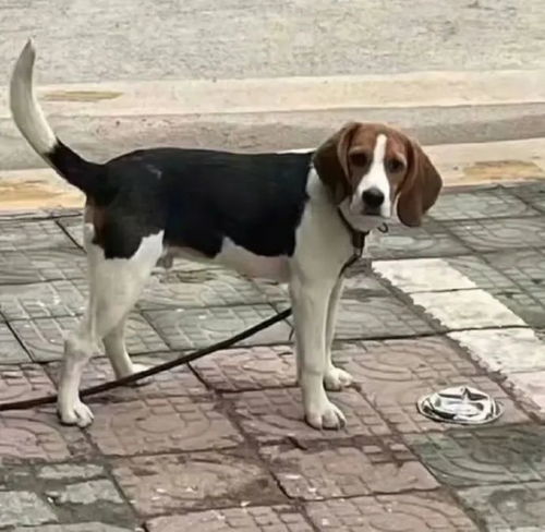 这样我怎么干饭你养我啊