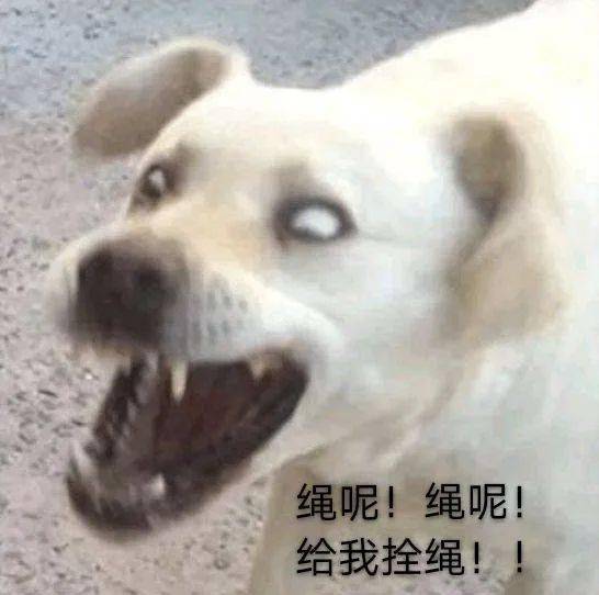 狗暴走表情包宿舍